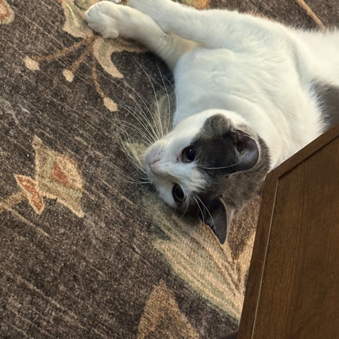 Professional Cat Care You Can Trust