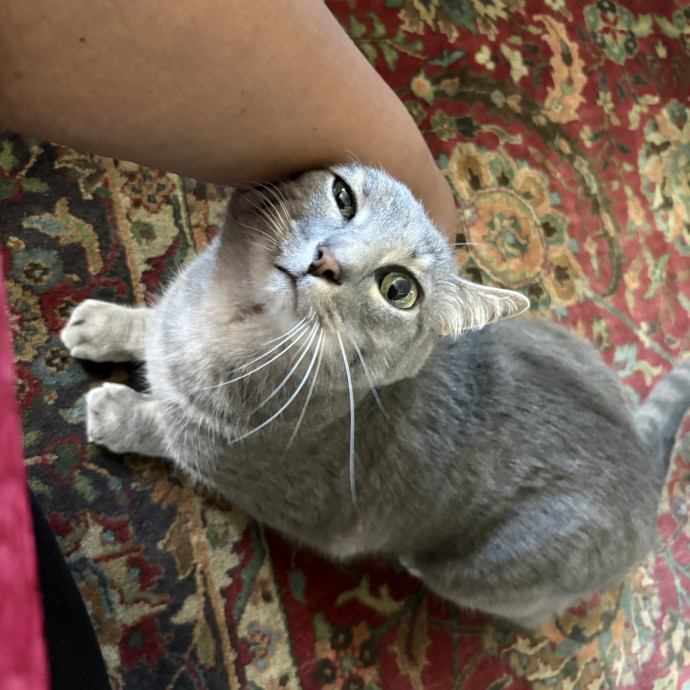 Professional Cat Care You Can Trust