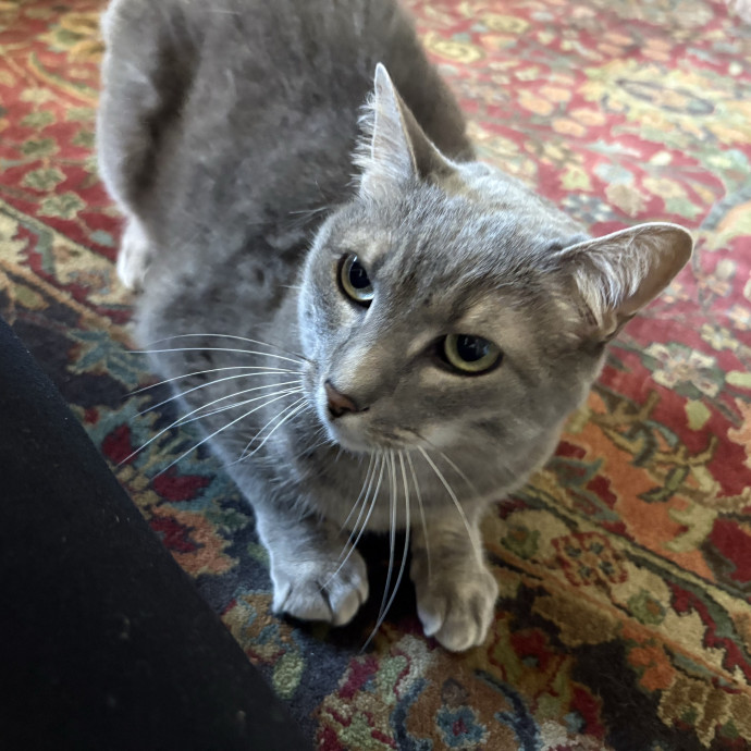 Professional Cat Care You Can Trust