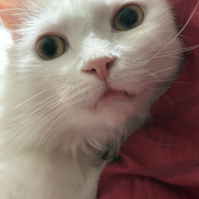 Professional Cat Care You Can Trust