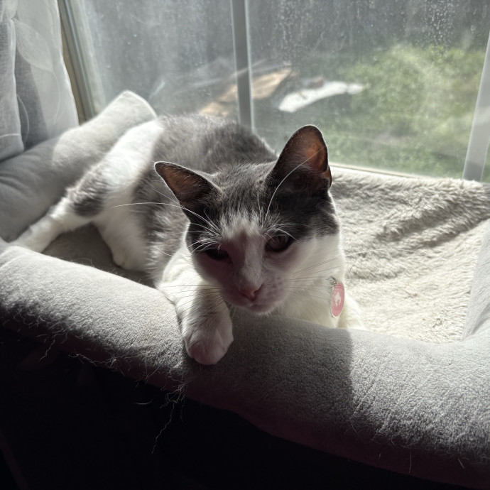 Professional Cat Care You Can Trust