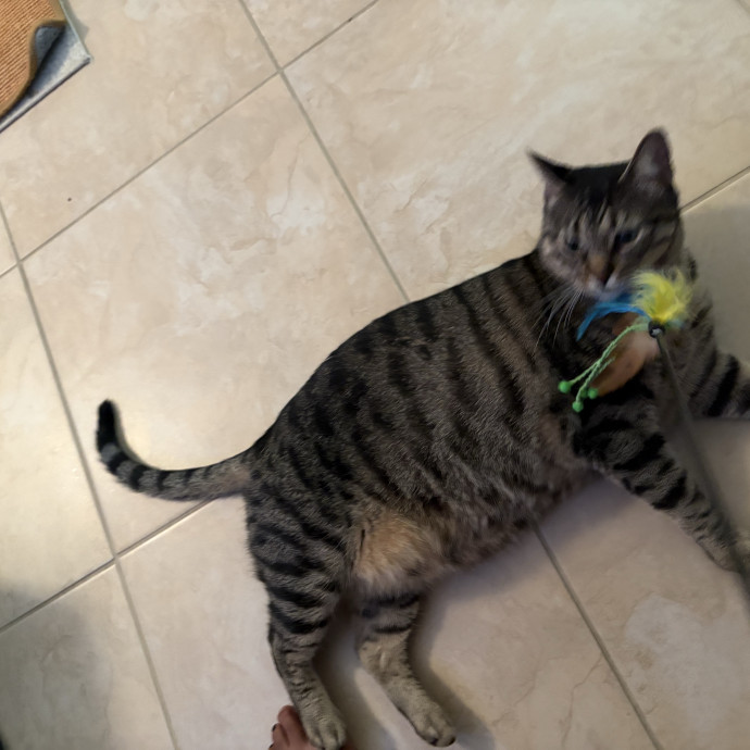 Professional Cat Care You Can Trust
