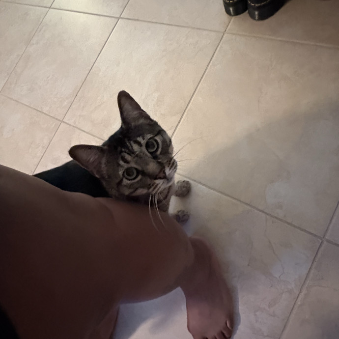 Professional Cat Care You Can Trust