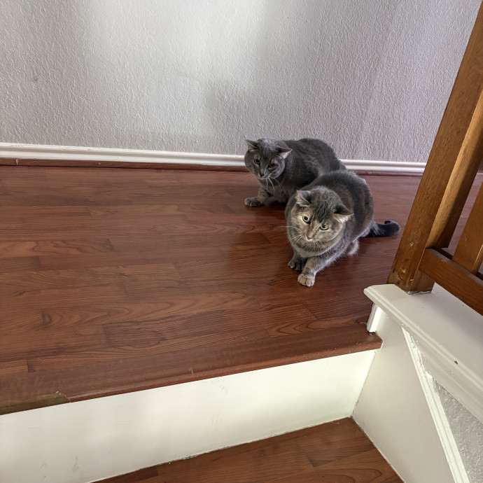 Professional Cat Care You Can Trust