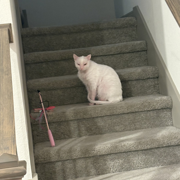 Professional Cat Care You Can Trust