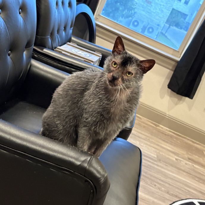 Professional Cat Care You Can Trust