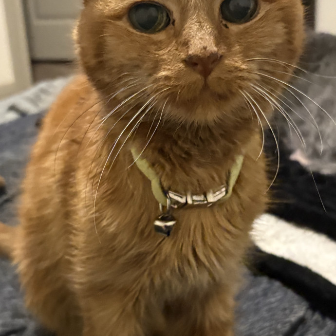 Professional Cat Care You Can Trust