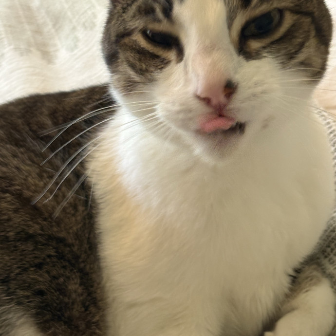 Professional Cat Care You Can Trust