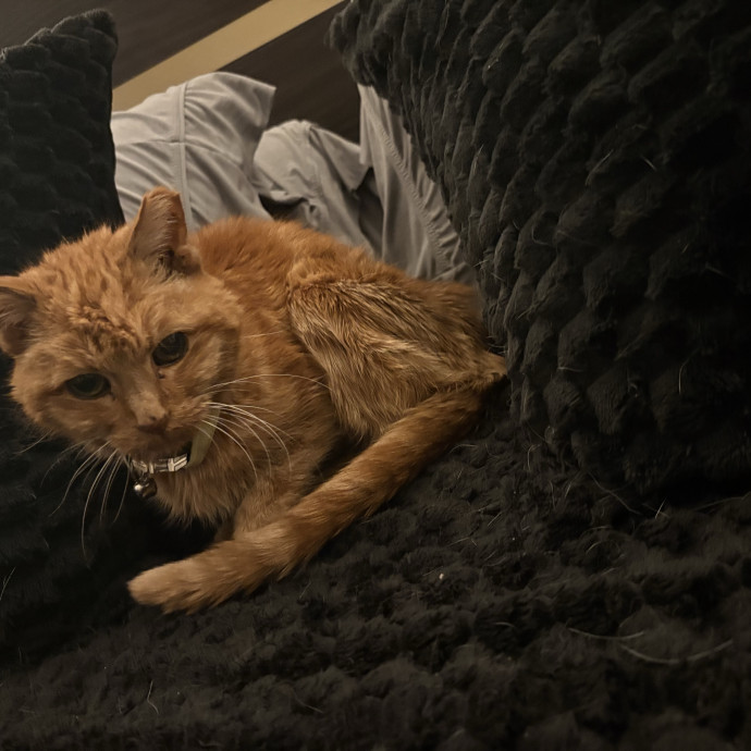 Professional Cat Care You Can Trust