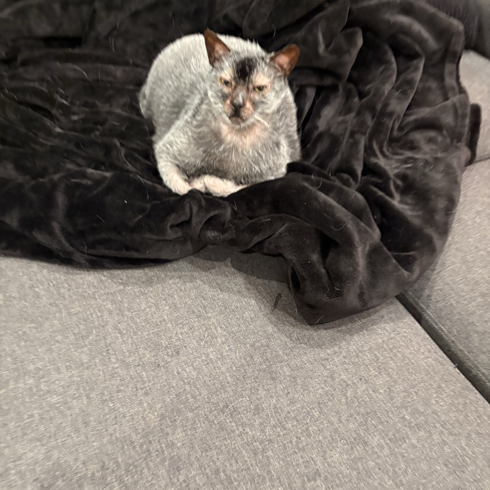 Professional Cat Care You Can Trust
