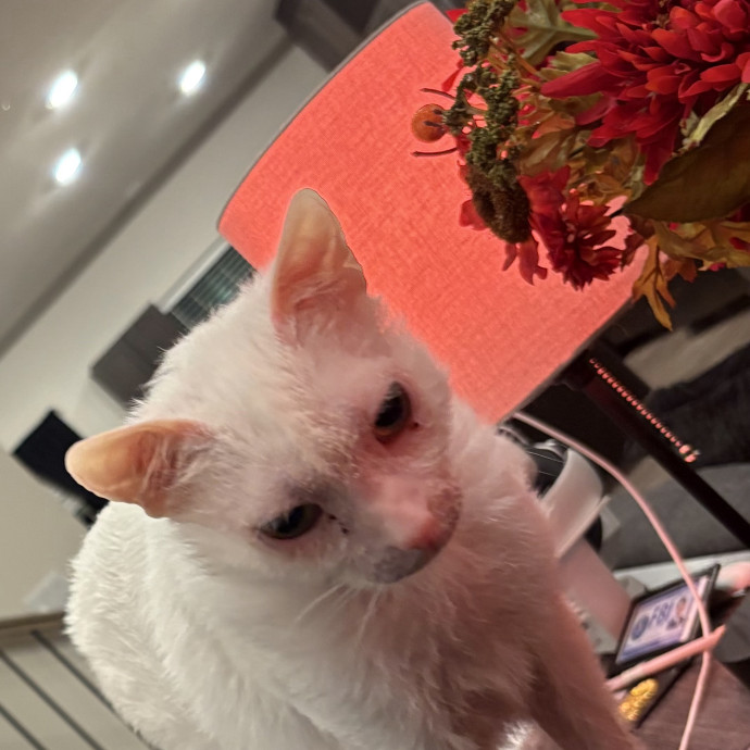Professional Cat Care You Can Trust