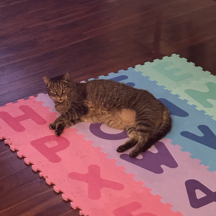 Professional Cat Care You Can Trust