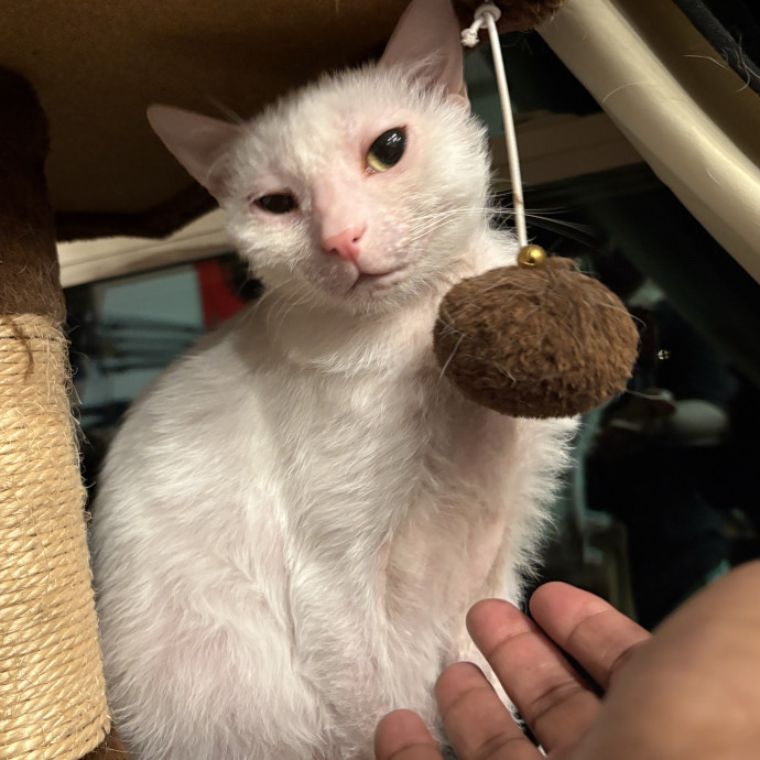 Professional Cat Care You Can Trust