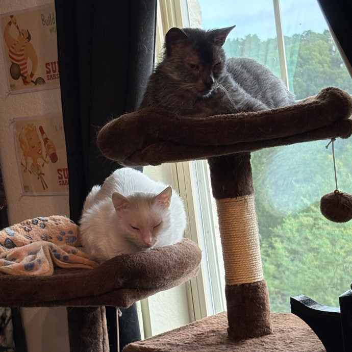Professional Cat Care You Can Trust