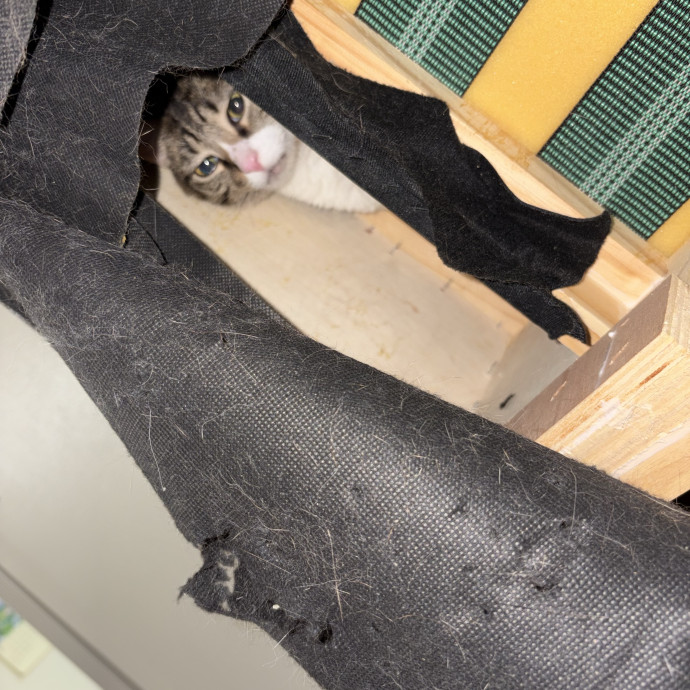 Professional Cat Care You Can Trust