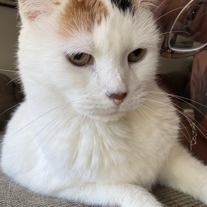 Professional Cat Care You Can Trust