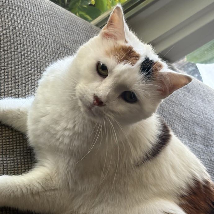 Professional Cat Care You Can Trust