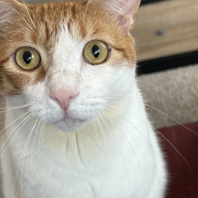 Professional Cat Care You Can Trust