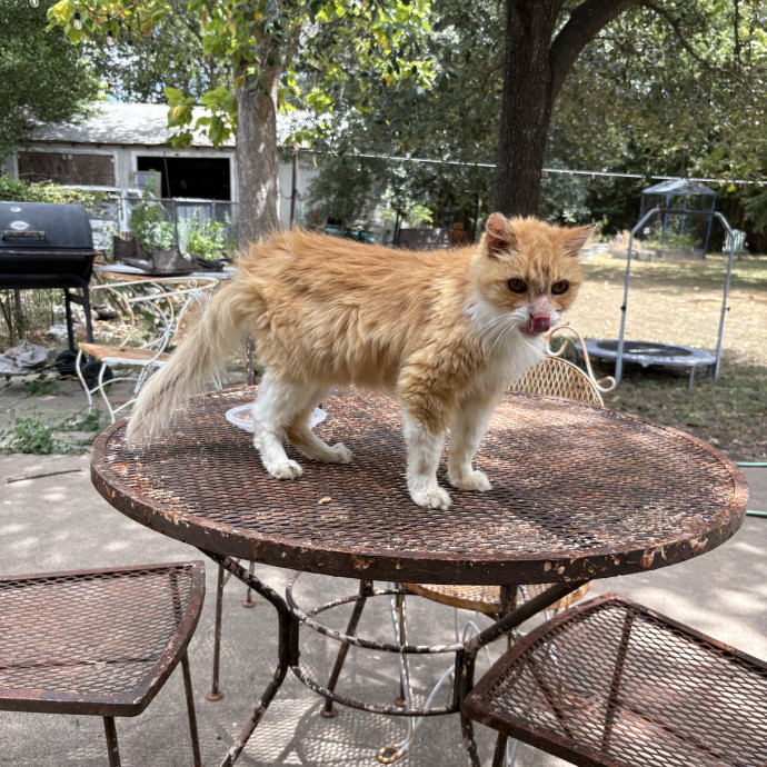 Professional Cat Care You Can Trust