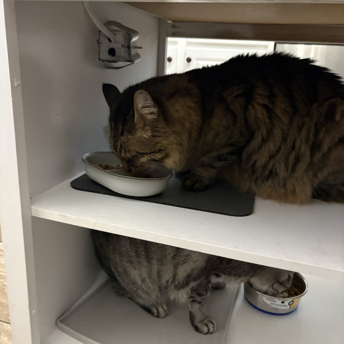 Professional Cat Care You Can Trust