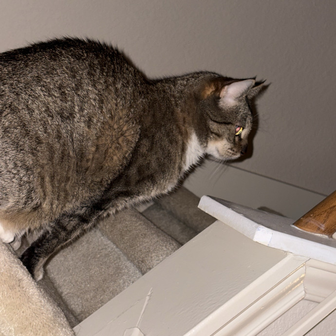 Professional Cat Care You Can Trust photo 2