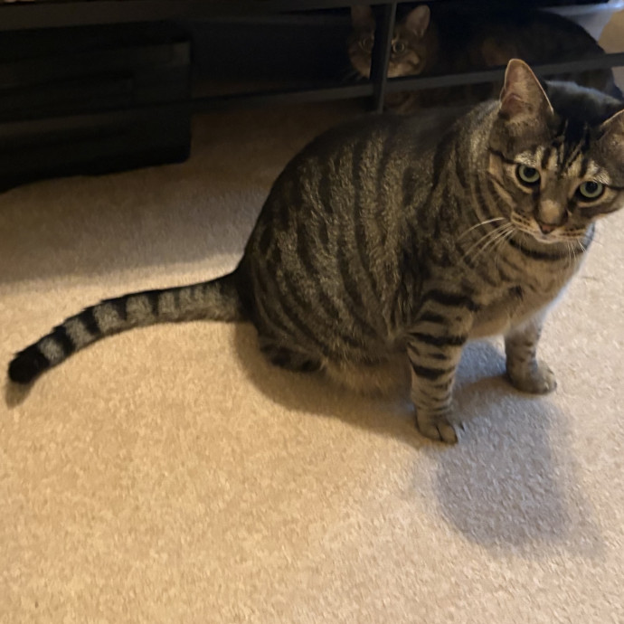 Professional Cat Care You Can Trust photo 3