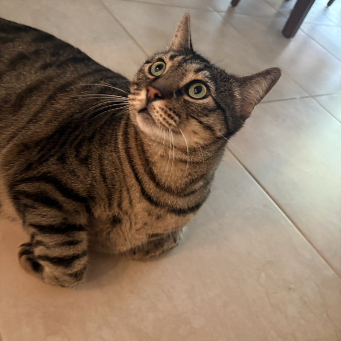 Professional Cat Care You Can Trust