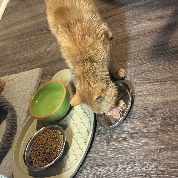 Professional Cat Care You Can Trust