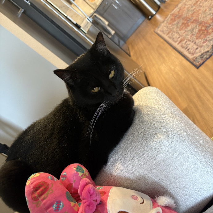 Professional Cat Care You Can Trust