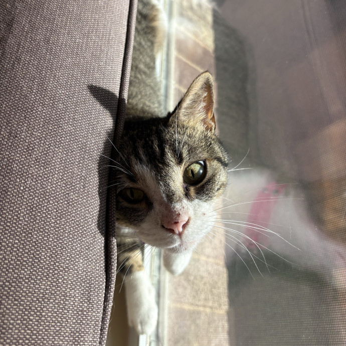 Professional Cat Care You Can Trust