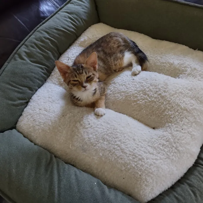 Veronika To The Rescue photo 2