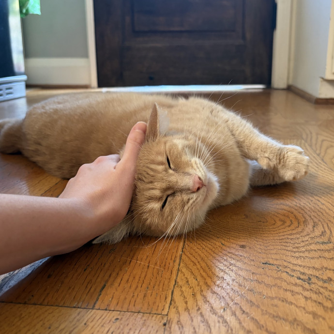 Karalyne's Reliable And Patient Cat Care