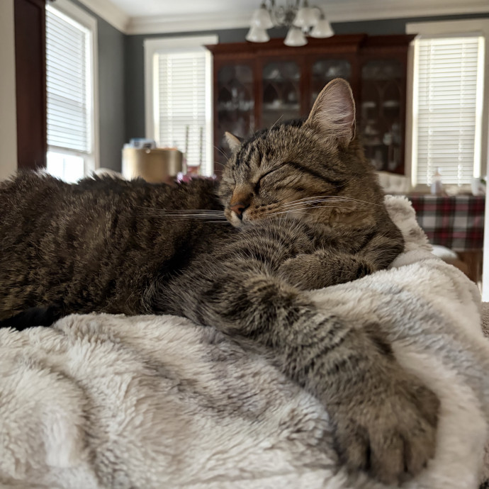Karalyne's Reliable And Patient Cat Care photo 2