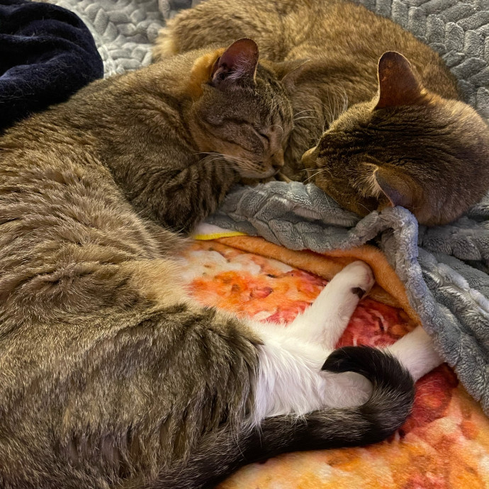 Crazy About Cats Lady