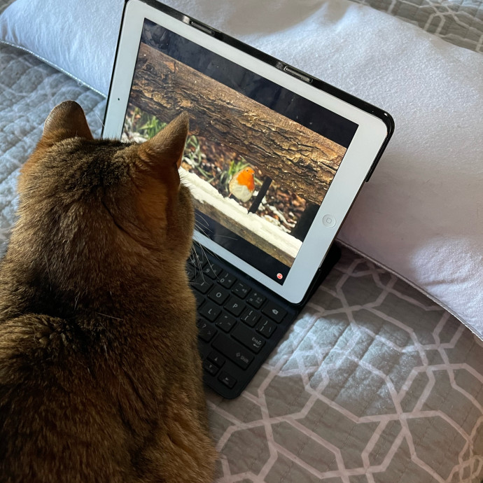 Crazy About Cats Lady