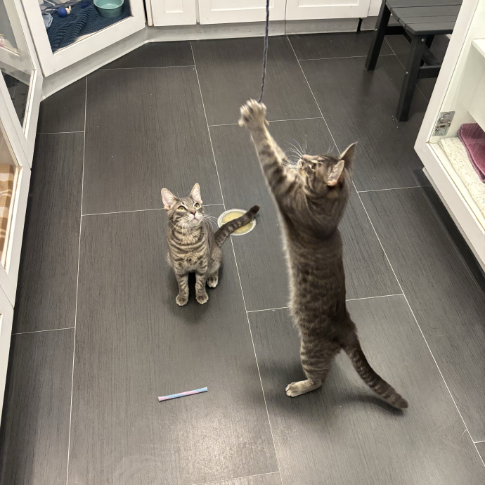 Expert Cat Care Behavior Nutrition Speci photo 2