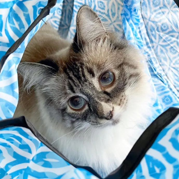 Attentive Tailored Cat Care