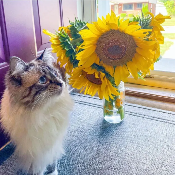 Attentive Tailored Cat Care