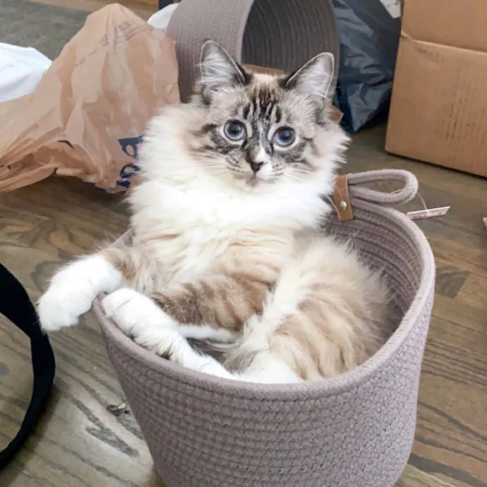 Attentive Tailored Cat Care