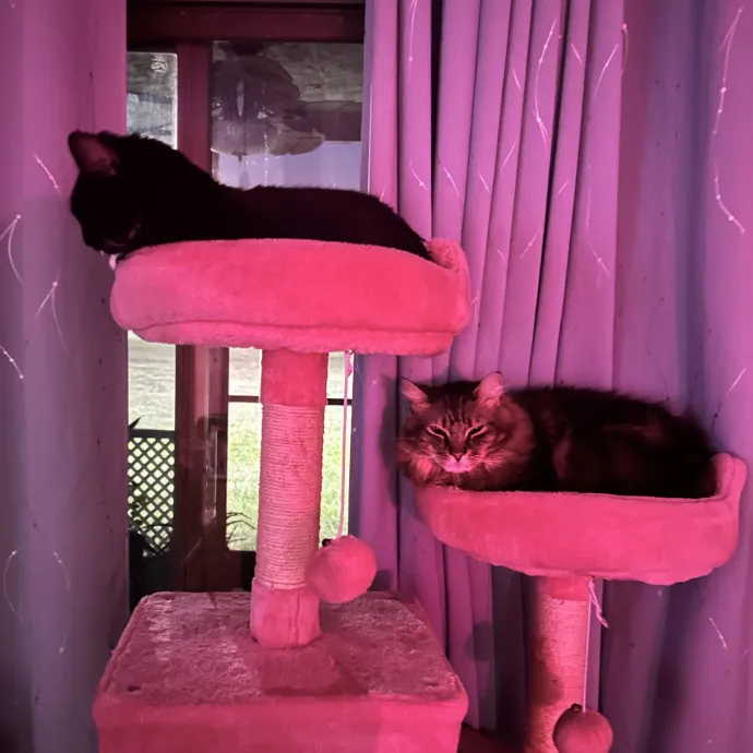 Loving Care By Experienced Cat Parent