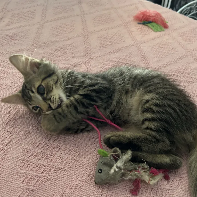 Loving Care By Experienced Cat Parent photo 3