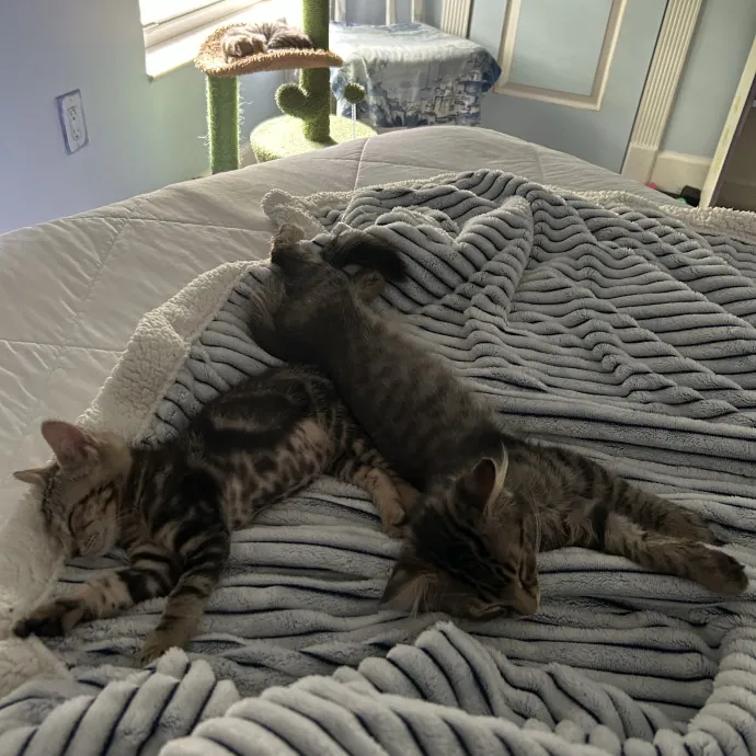 Loving Care By Experienced Cat Parent photo 2