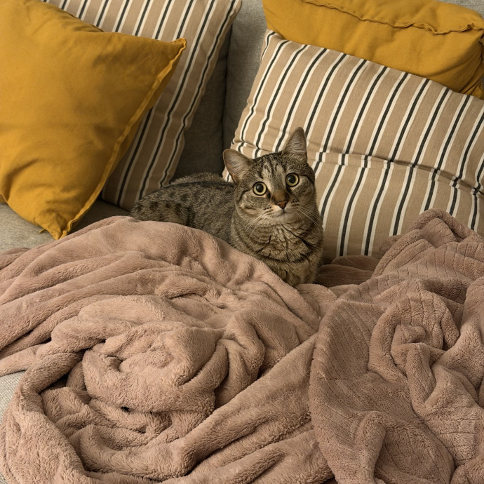 Reliable Cat Mom