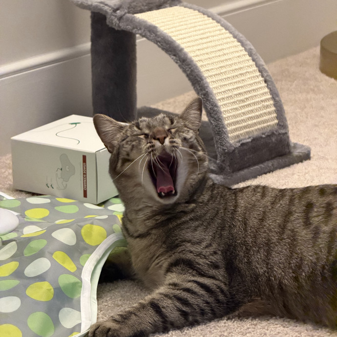 Reliable Cat Mom