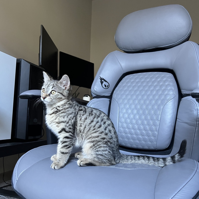 Reliable Cat Mom photo 3