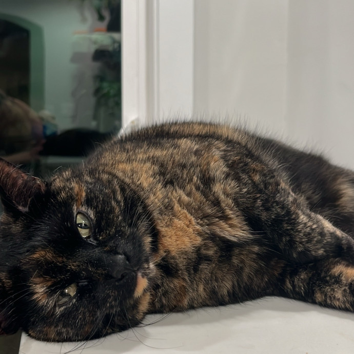 Fishtown Cat Sitter