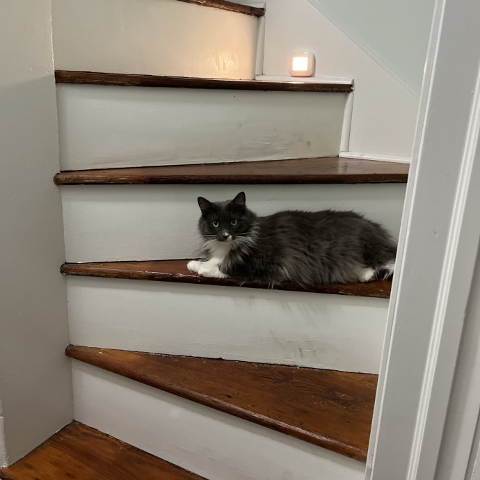 Fishtown Cat Sitter