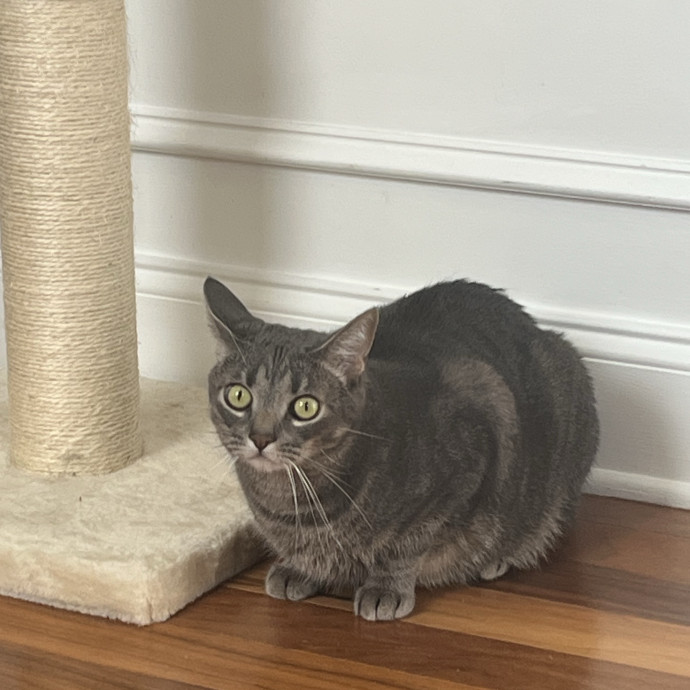 Fishtown Cat Sitter