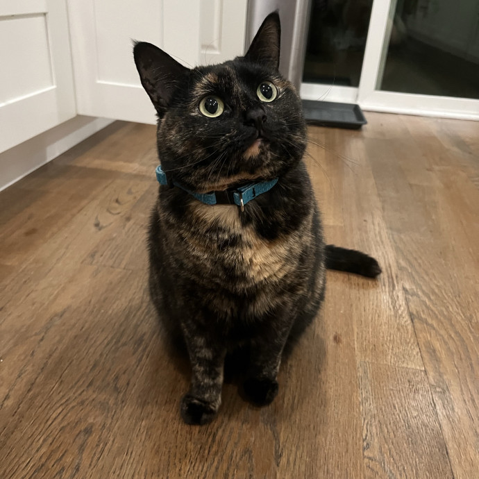 Fishtown Cat Sitter photo 2