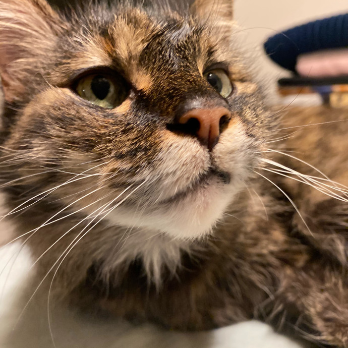 Riverside Cat Sitter